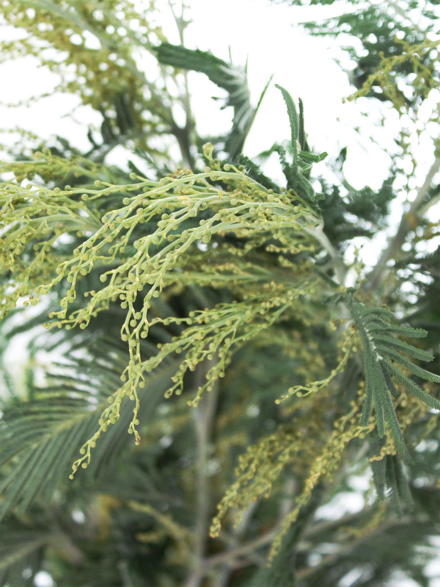 blumigo-exklusives-greenery-mimose-silvermoon-schnittblume-gr-n-silber image 4