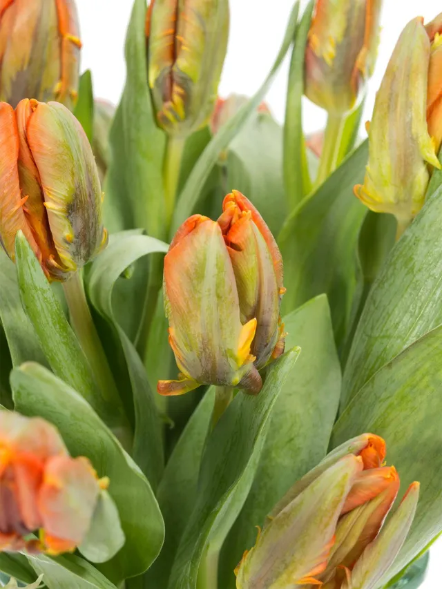 blumigo-tulpen-irene-parrot-papagei-schnittblume-orange-st-ck image 1