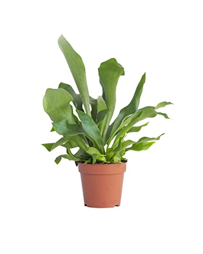 plnts-rareplnts-platycerium-bifurcatum-geweihfarn-35cm image 8