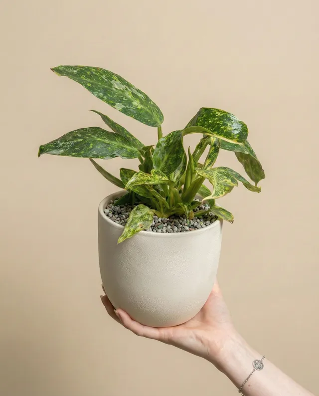 feey-variado-philodendron-jose-buono-zimmerpflanze-ohne-bertopf image 1