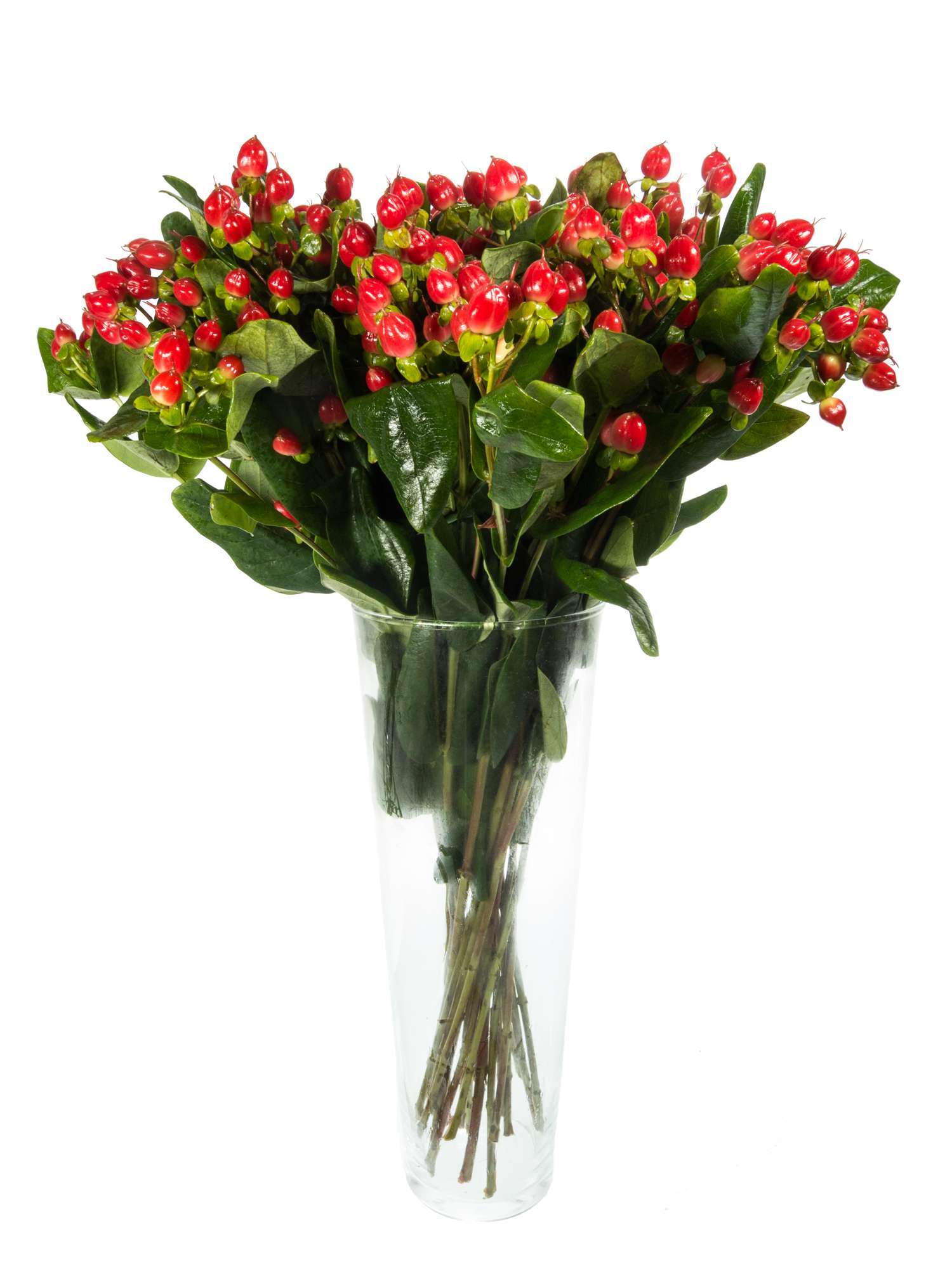 blumigo-exklusives-greenery-hypericum-coco-diablo-schnittgr-n-rot image 2