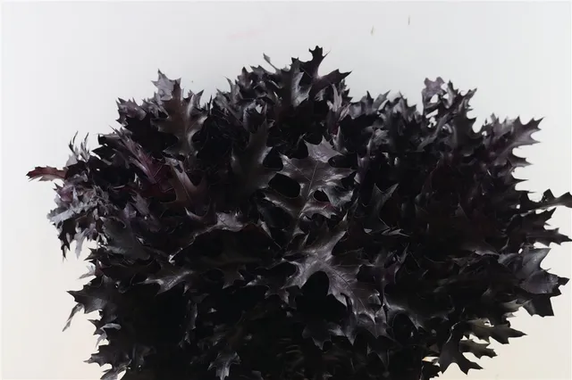 blumigo-eichenbl-tter-bindegr-n-aubergine-painted image 1