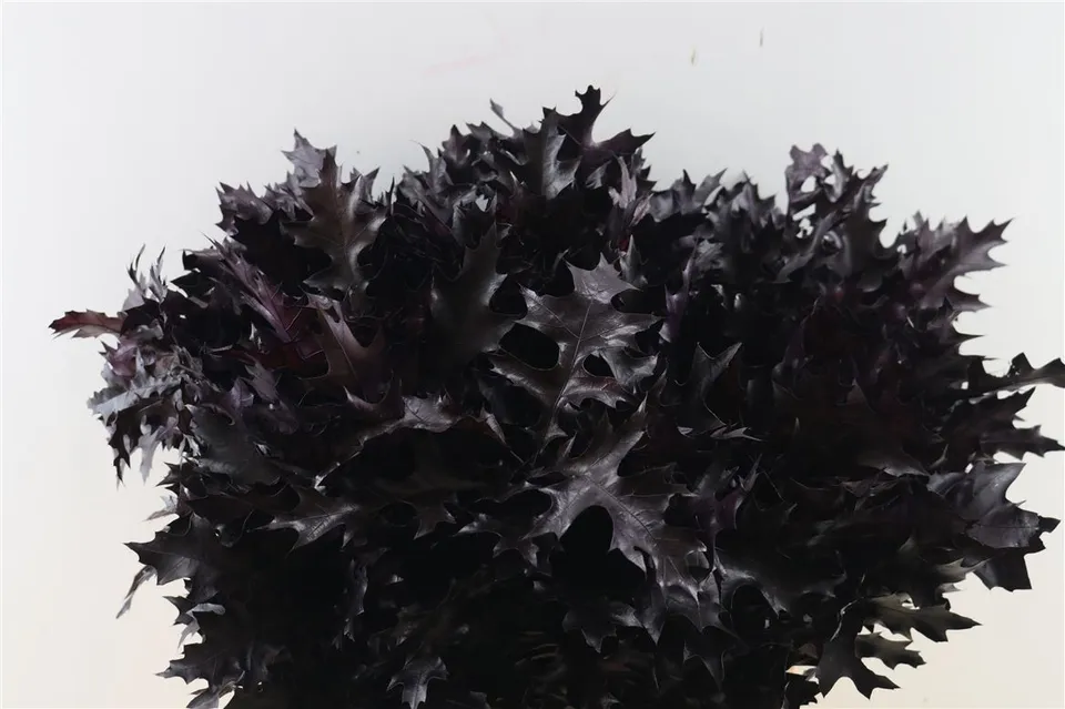 blumigo-eichenbl-tter-bindegr-n-aubergine-painted image 1