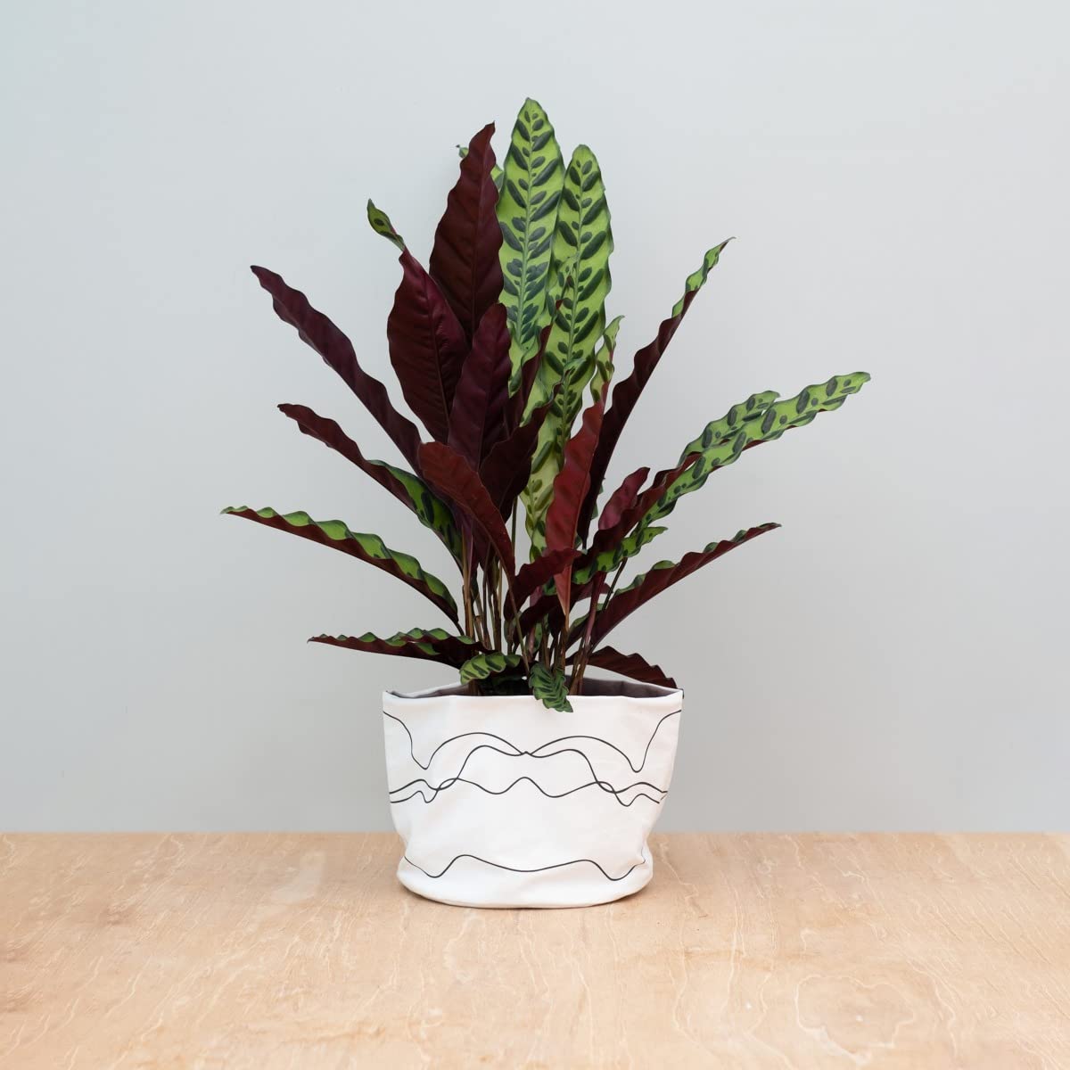 plnts-rareplnts-calathea-insigne-zimmerpflanze-60-cm image 6