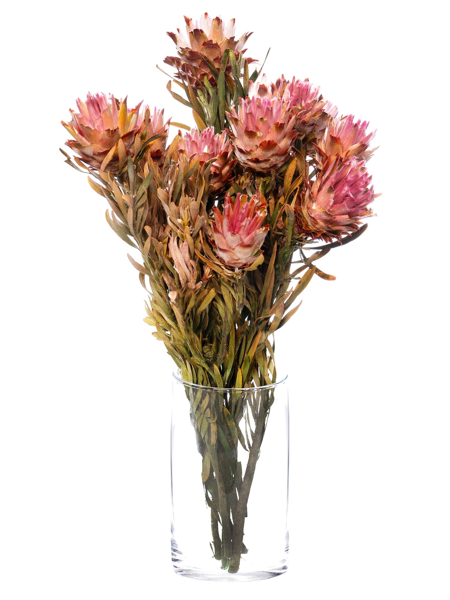blumigo-trockenblumen-leucospermum-plumosum-trockenblume-pink-gr-n image 2