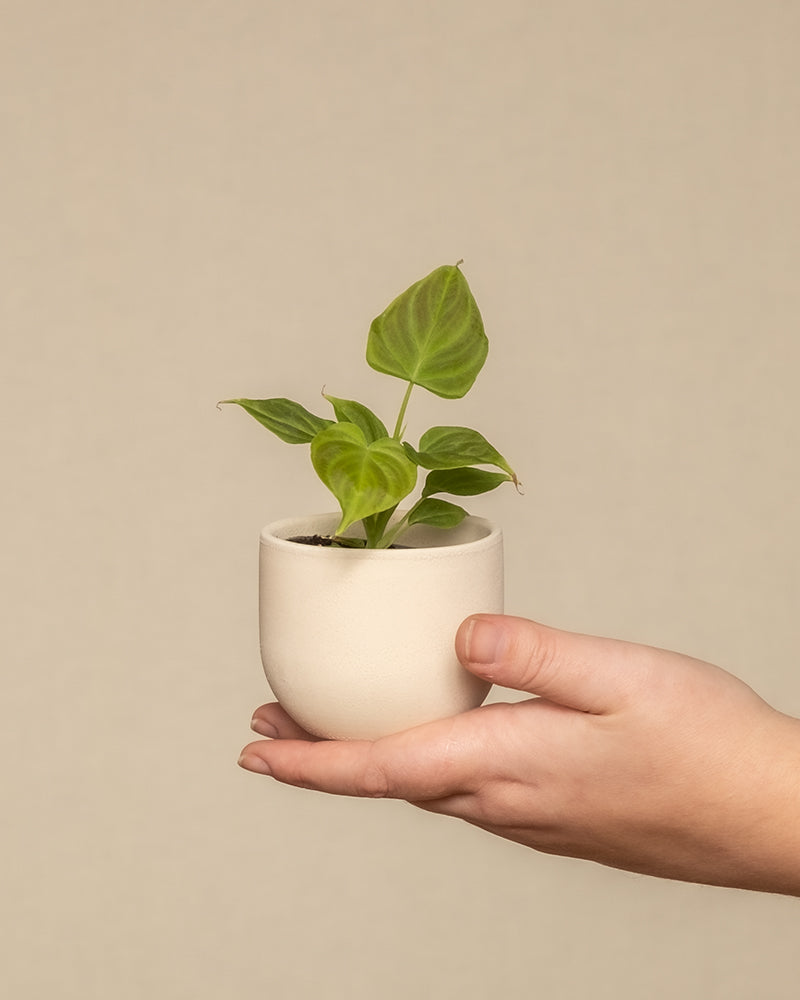 feey-variado-philodendron-verrucosum-babypflanze-6cm image 1