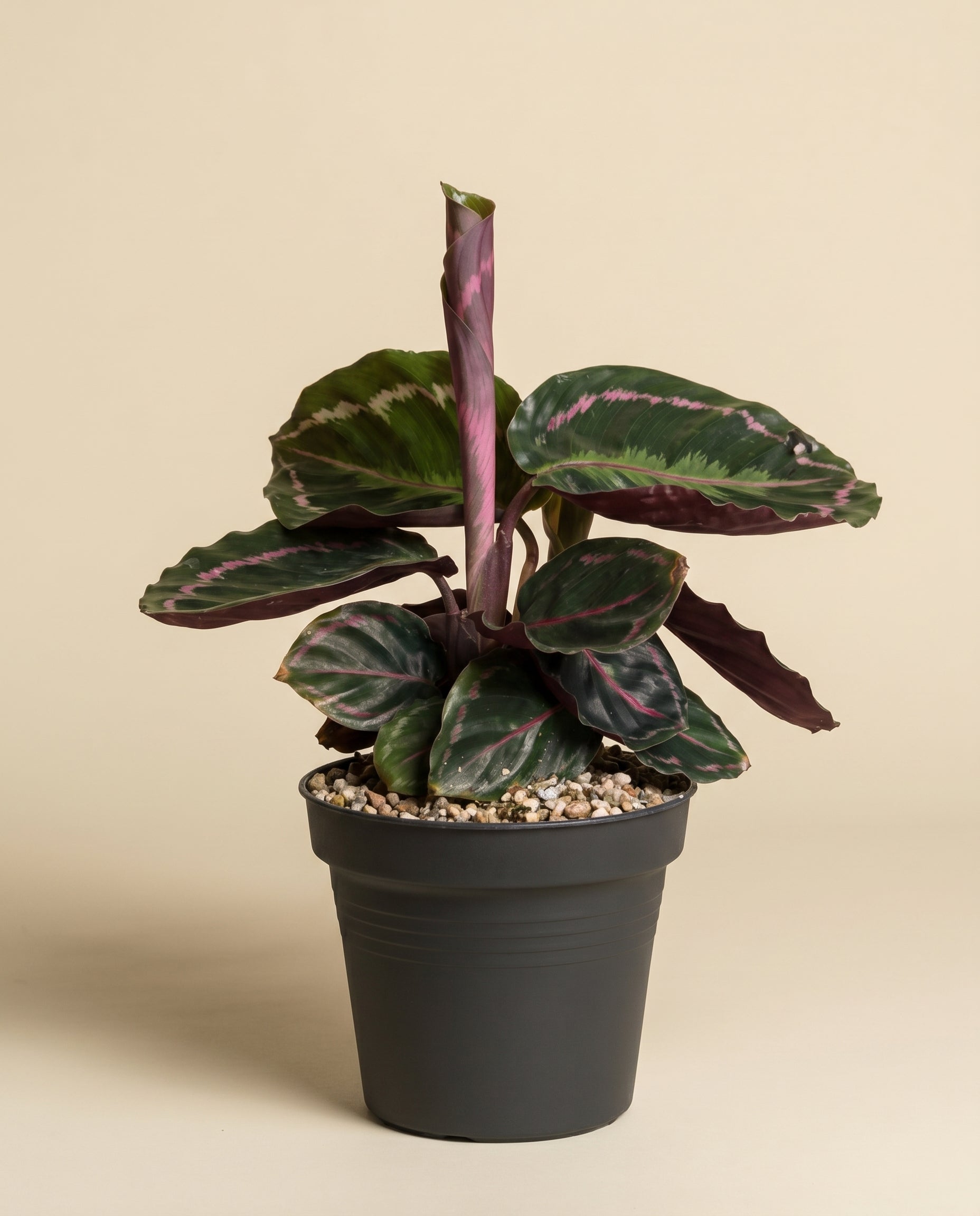 feey-variado-calathea-roseopicta-zimmerpflanze-klein image 3