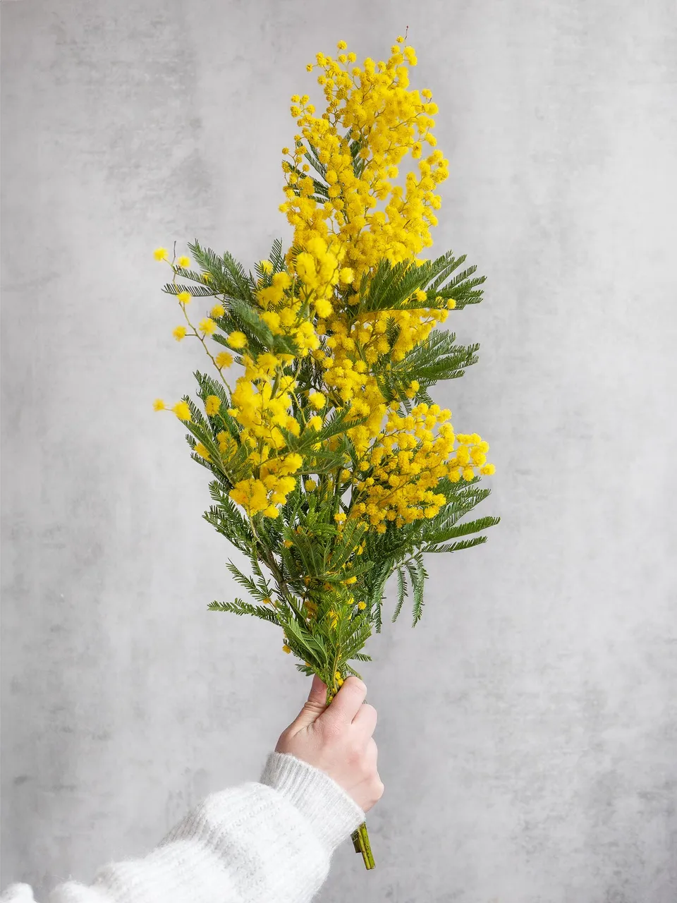 blumigo-exklusives-greenery-mimose-schnittblume-gelb-bl-hend image 1