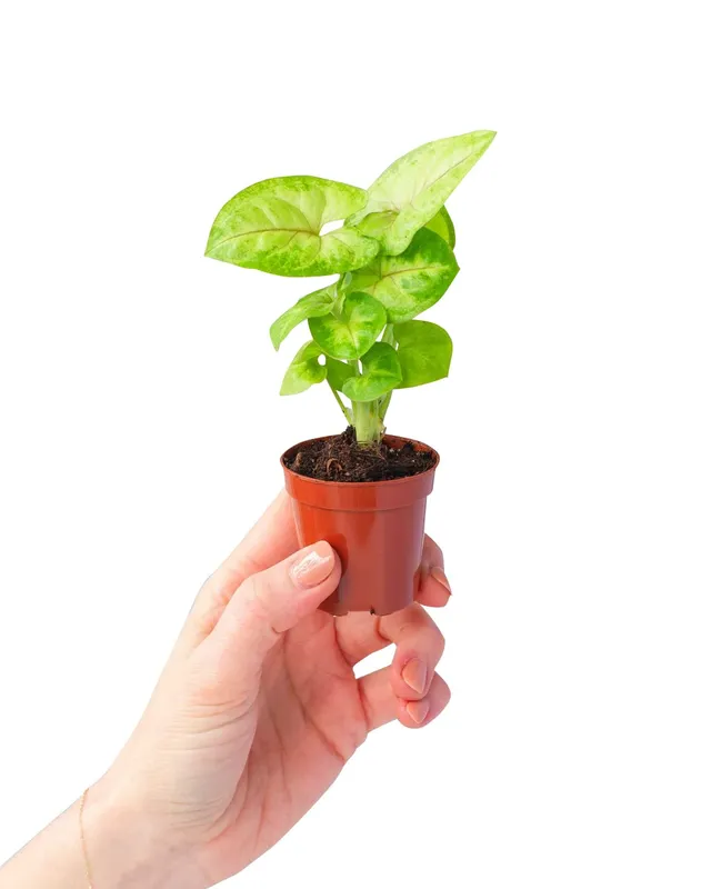 plnts-babyplnts-syngonium-mango-allusion-zimmerpflanze-6cm-topf image 1