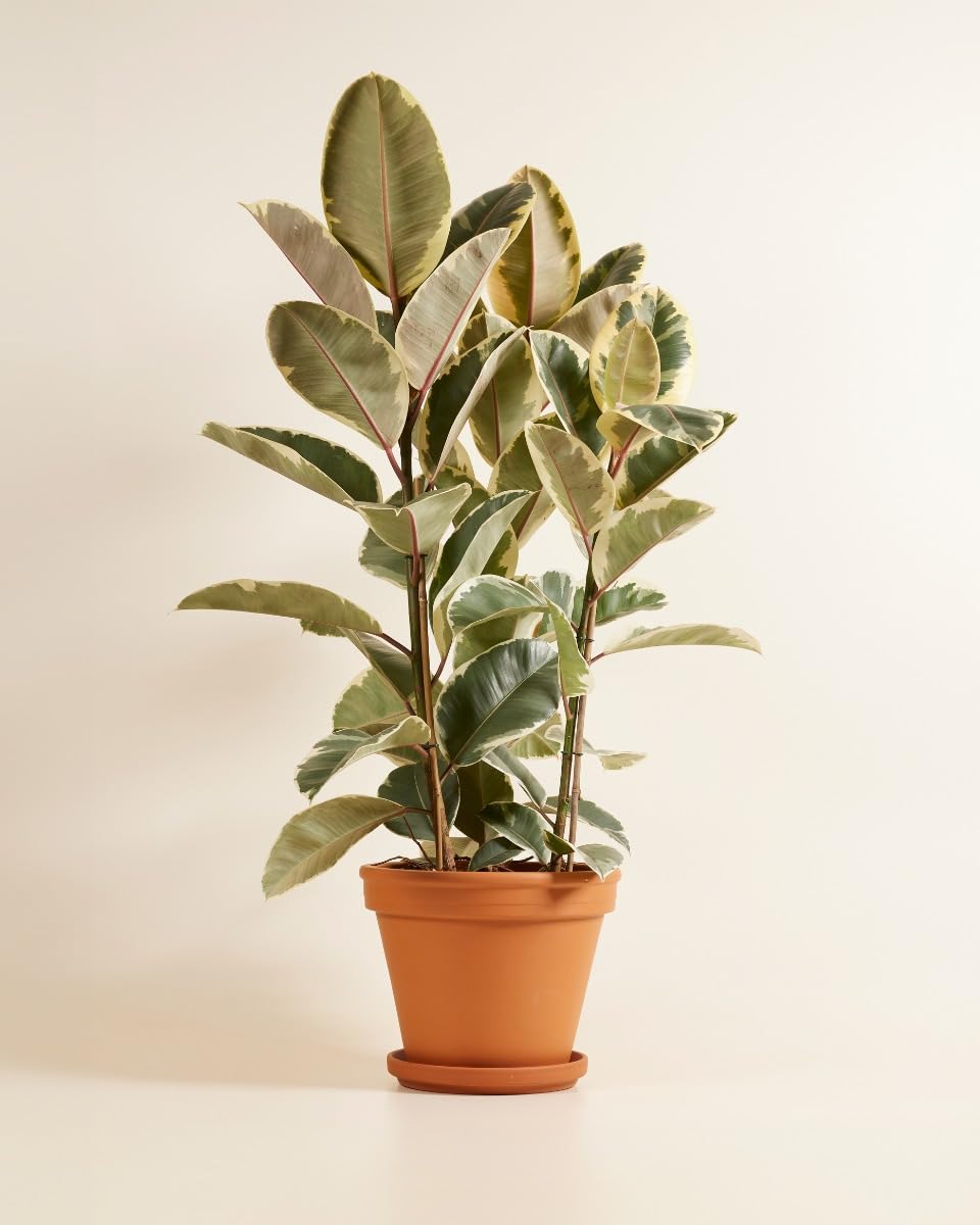 plnts-rareplnts-ficus-tineke-gummibaum-27cm-topf-100cm image 3