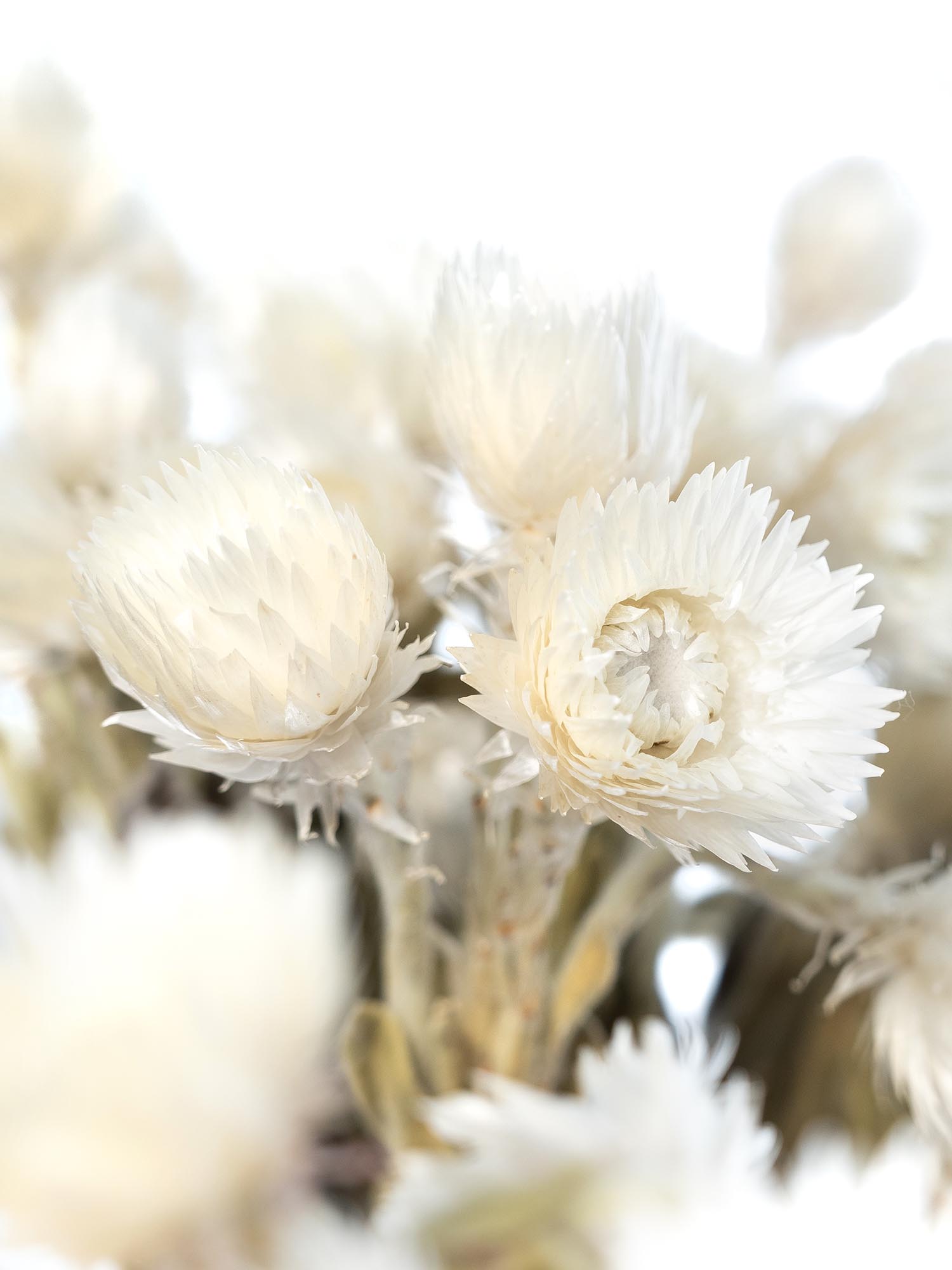 blumigo-trockenblumen-kap-strohblume-wei-getrocknet image 1