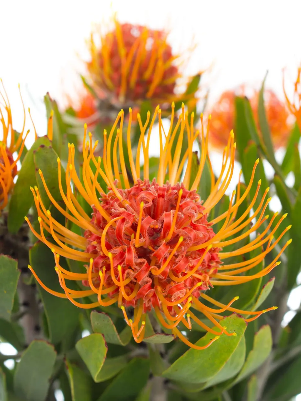 blumigo-proteen-nadelkissen-protea-saxosum-rot-orange image 1