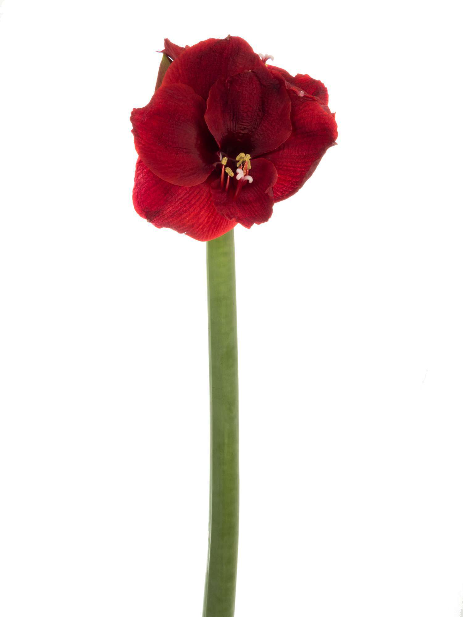 blumigo-amaryllis-liberty-schnittblume-dunkelrot-st-ck-winter image 2