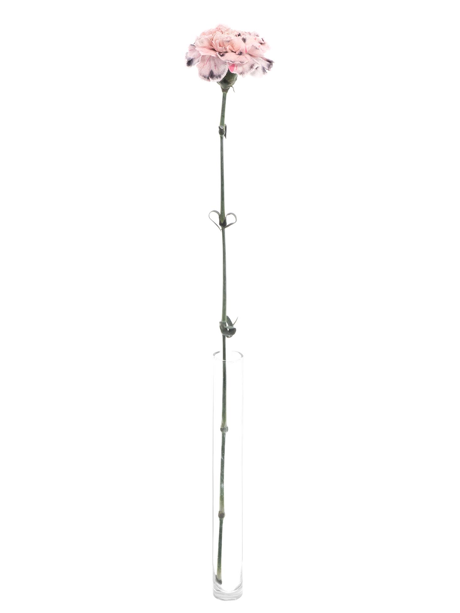 blumigo-nelken-edelnelken-rockstar-schnittblumen-grau-creme image 3