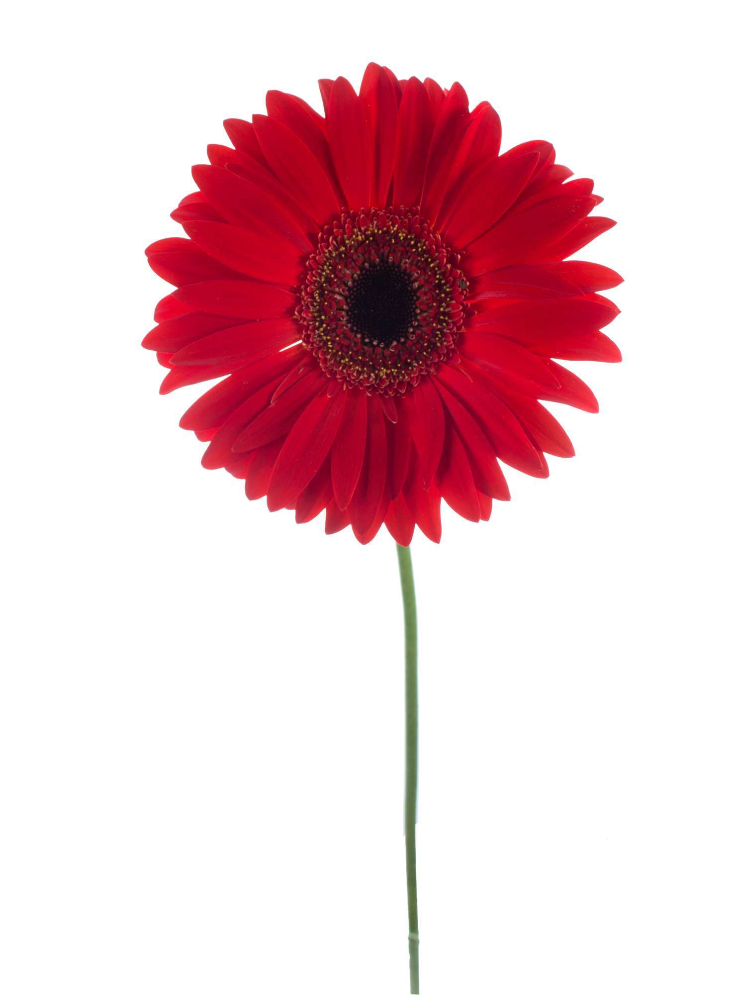 blumigo-gerbera-blinddate-rote-schnittblume-lang-haltbar image 2