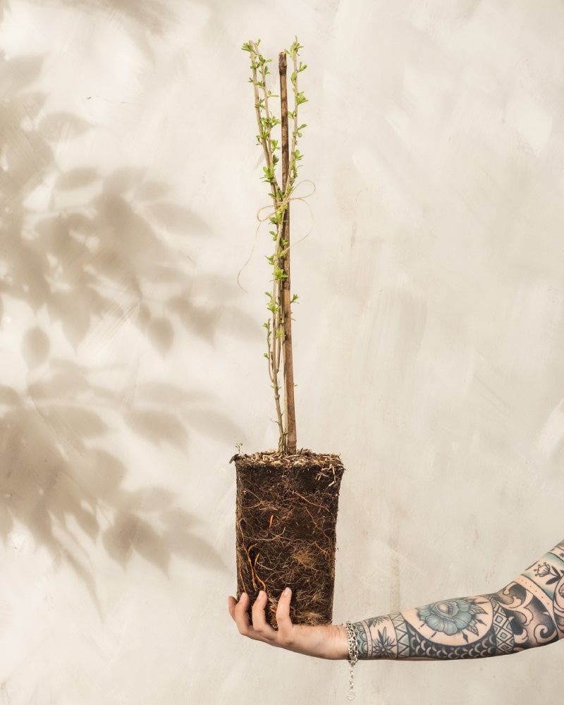 feey-amsterdam-goji-beere-strauch-essbar-zum-eingraben-winterhart image 1