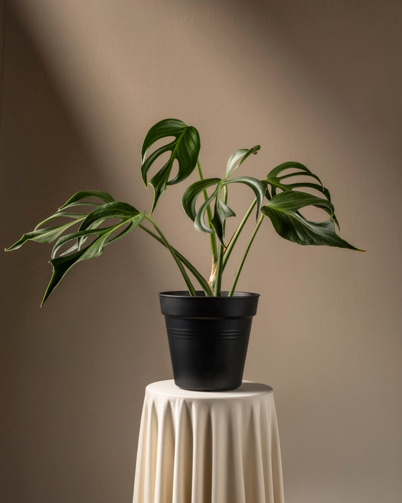 feey-variado-monstera-burle-marx-flame-zimmerpflanze image 3