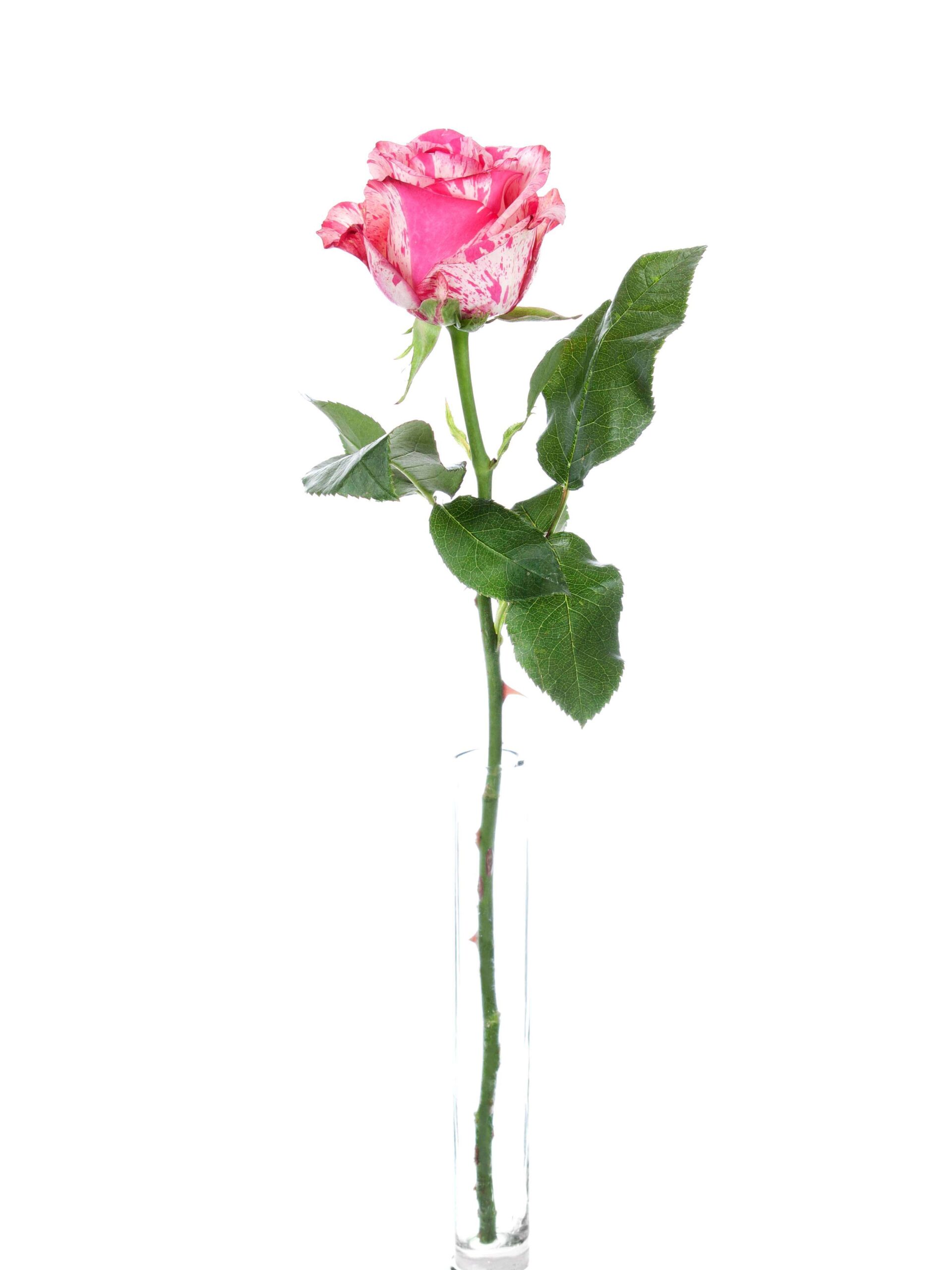 blumigo-rosen-baracuda-schnittrosen-pink-wei-stiel image 3