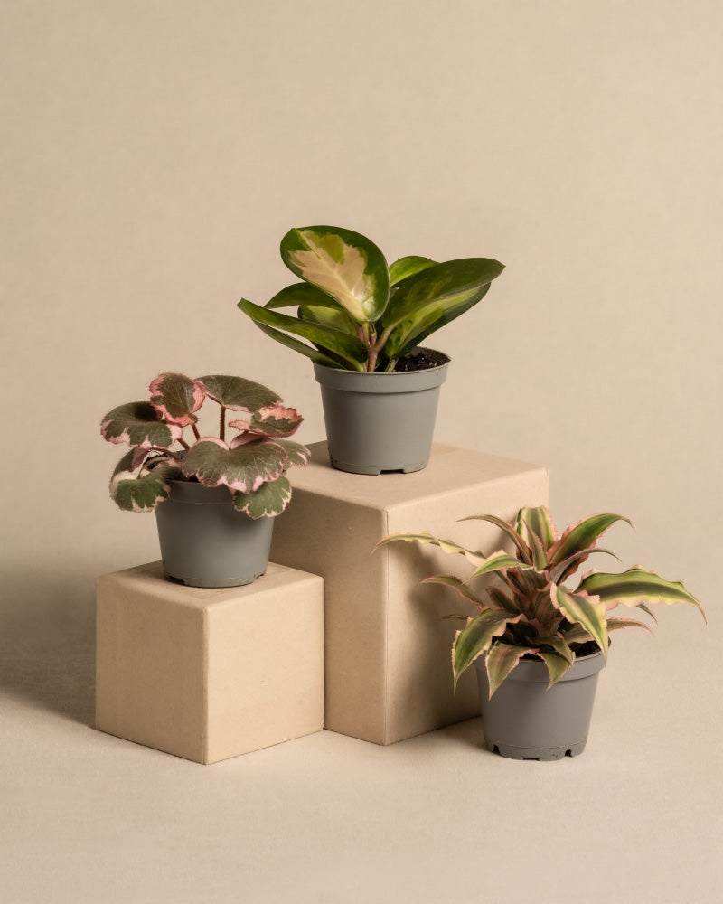 feey-variado-rosa-babypflanzen-zimmerpflanzen-3er-set image 3
