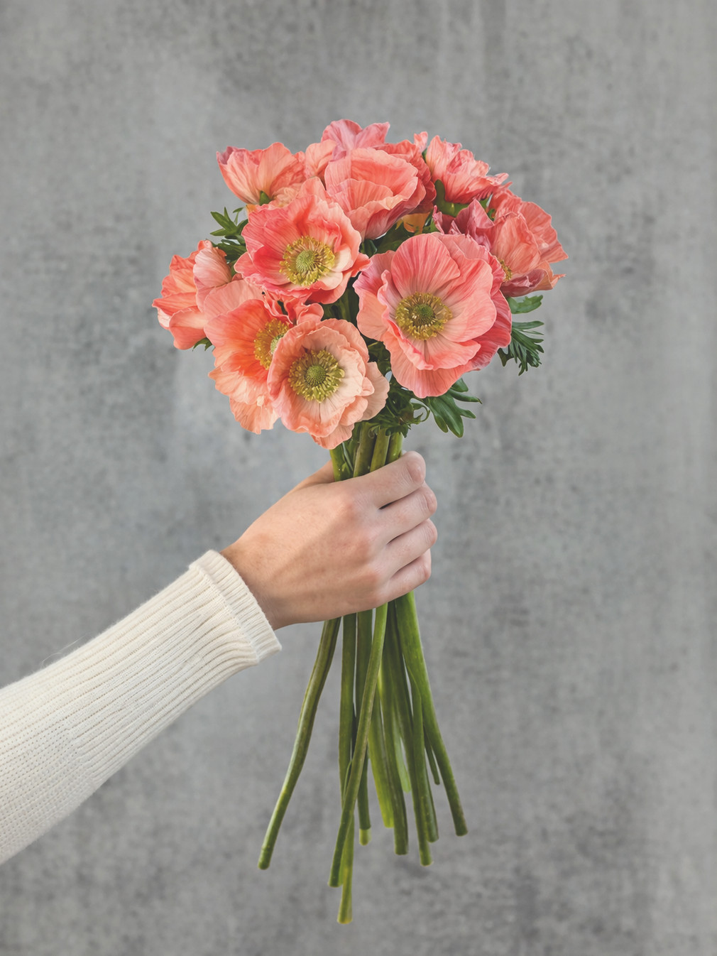 blumigo-anemonen-carmel-barie-schnittblumen-rosa-lachs image 3