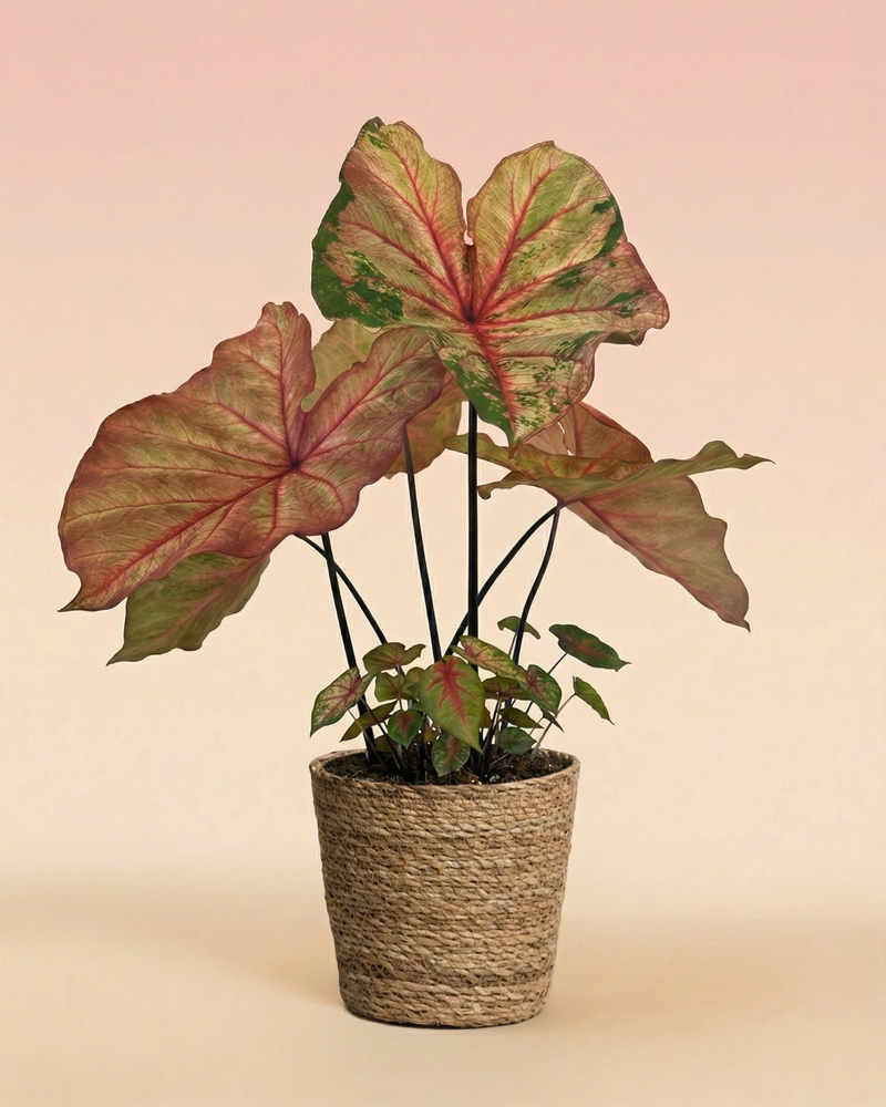 feey-variado-caladium-autumn-beauty-zimmerpflanze-ohne-bertopf image 8