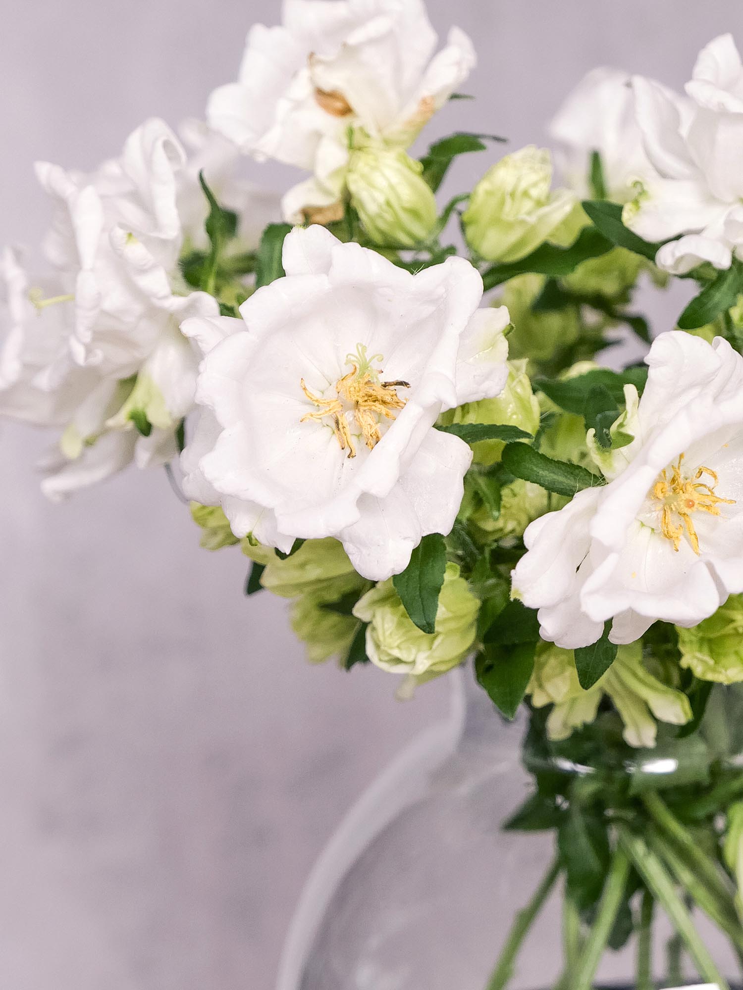 blumigo-glockenblumen-champion-white-schnittblume-wei image 5