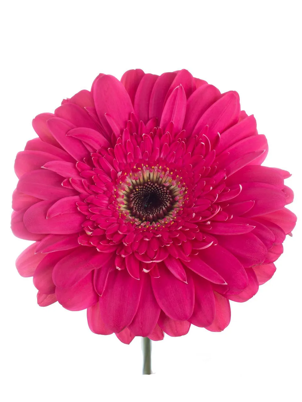 blumigo-gerbera-landmark-pink-schnittblume-einzelstiel image 1