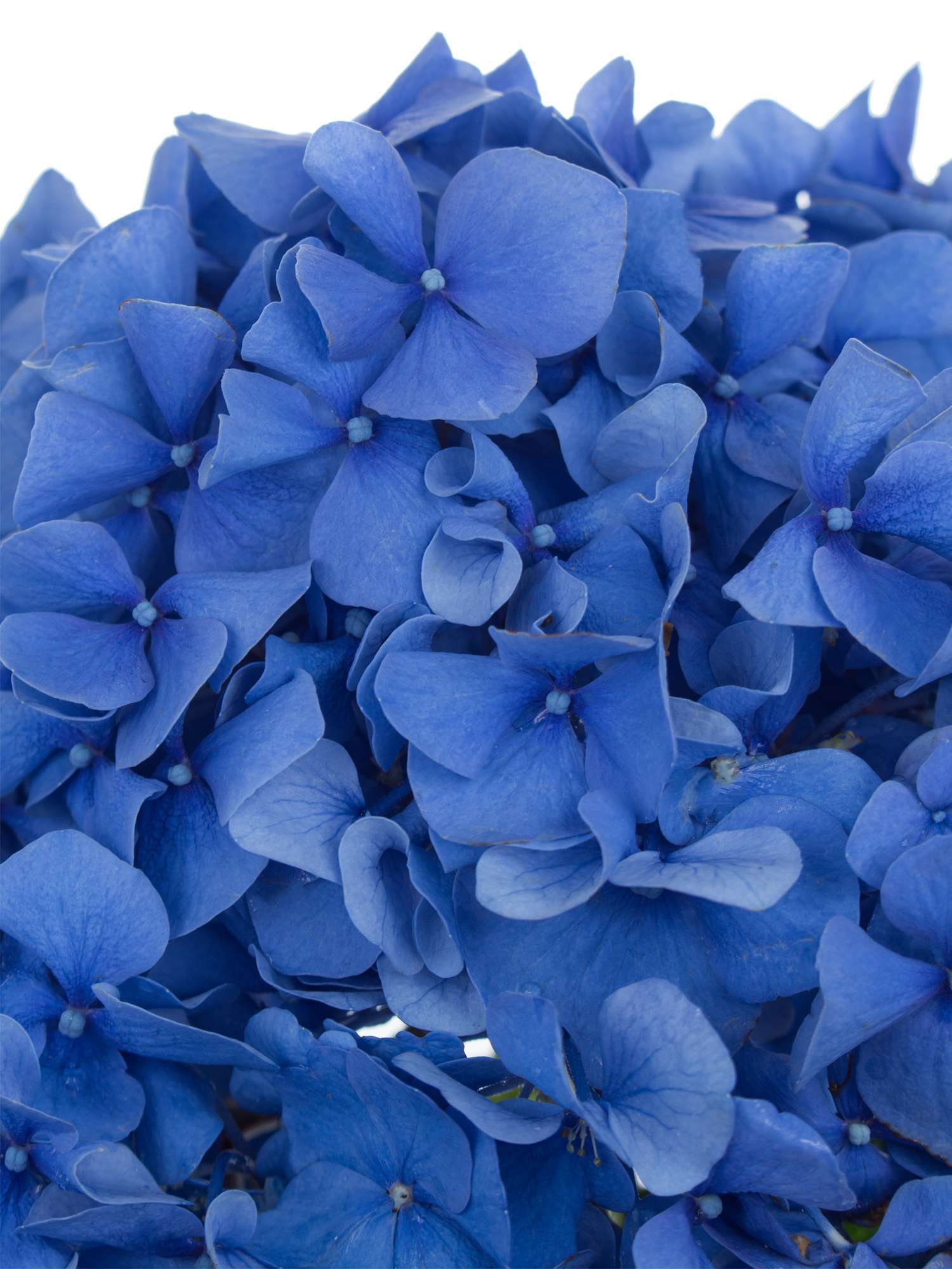 blumigo-hortensien-hortensie-pimpernel-schnittblume-blau image 3