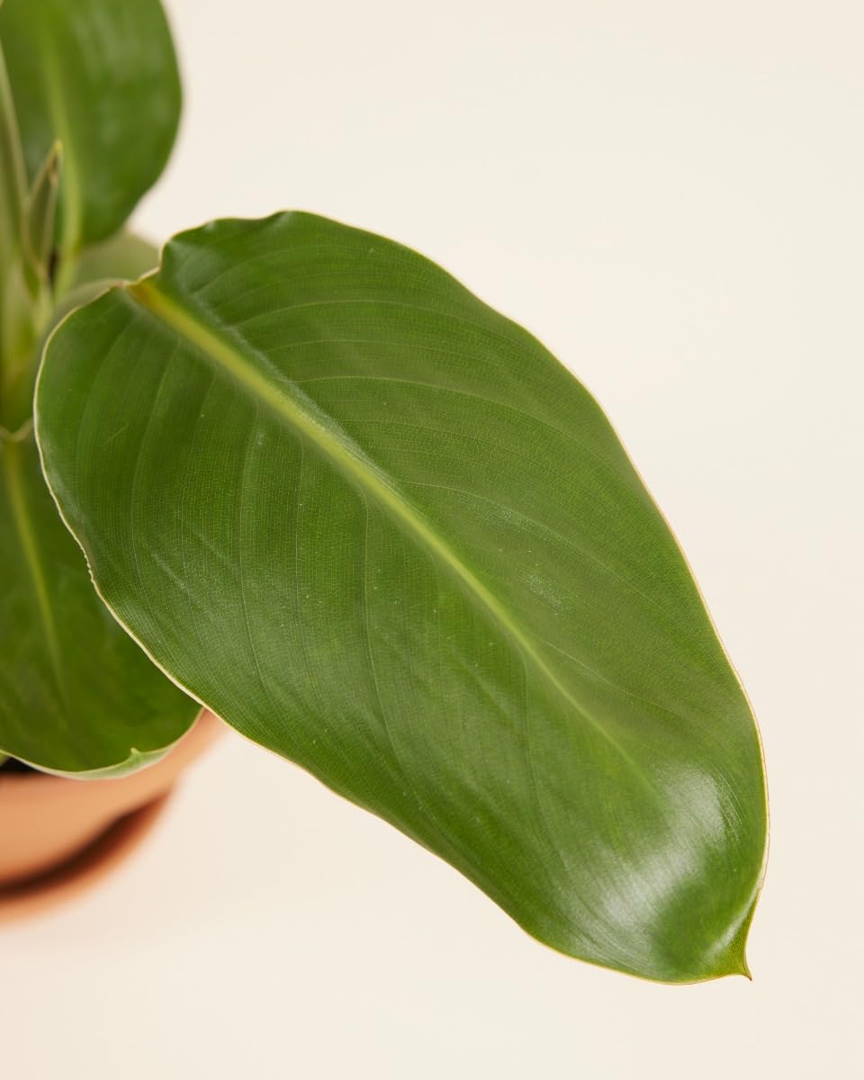 plnts-rareplnts-strelitzia-reginae-zimmerpflanze-30-cm-paradiesvogelblume image 3