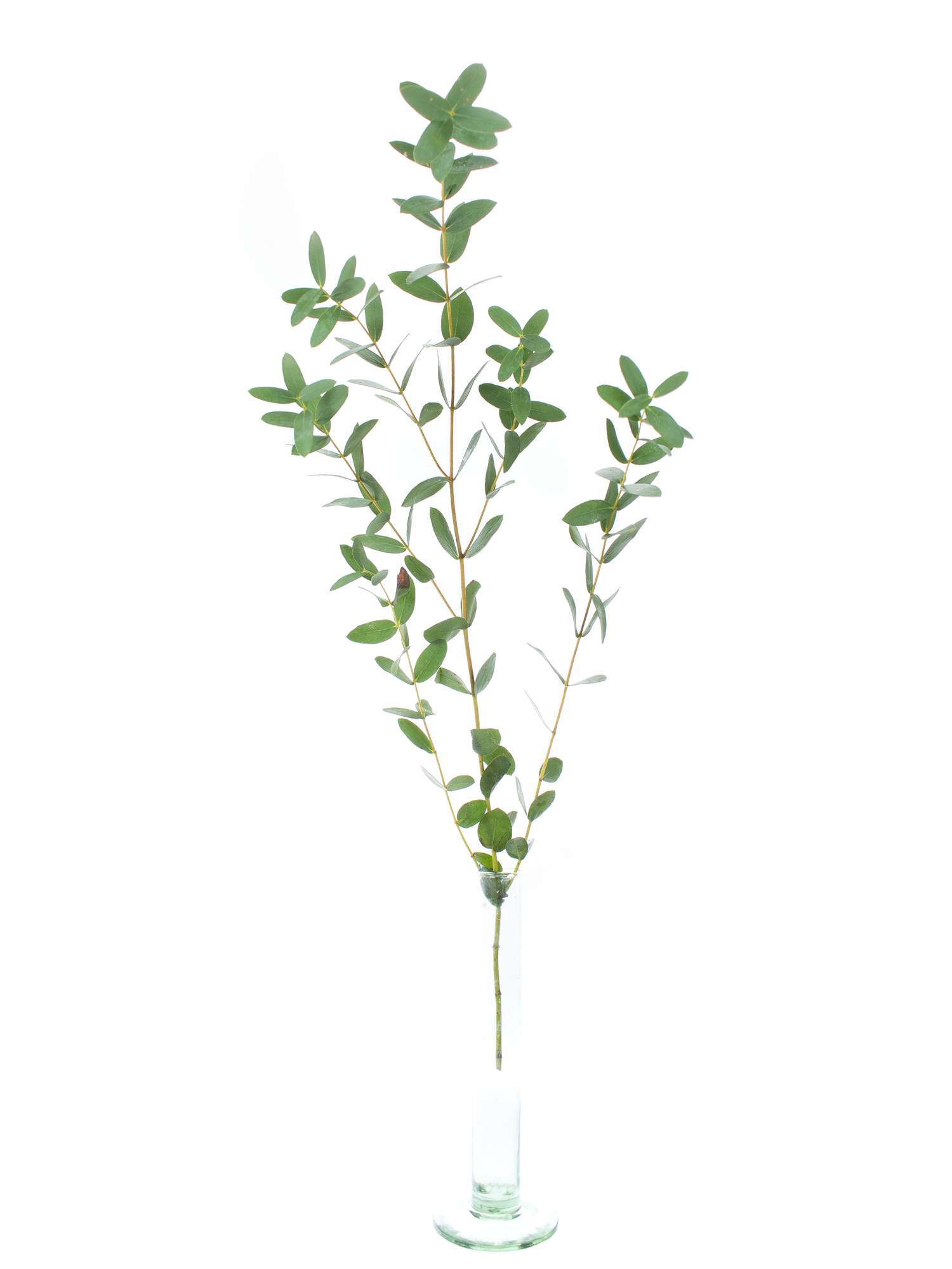 blumigo-eukalyptus-parvifolia-gr-n-schnittgr-n-deko-frisch image 4