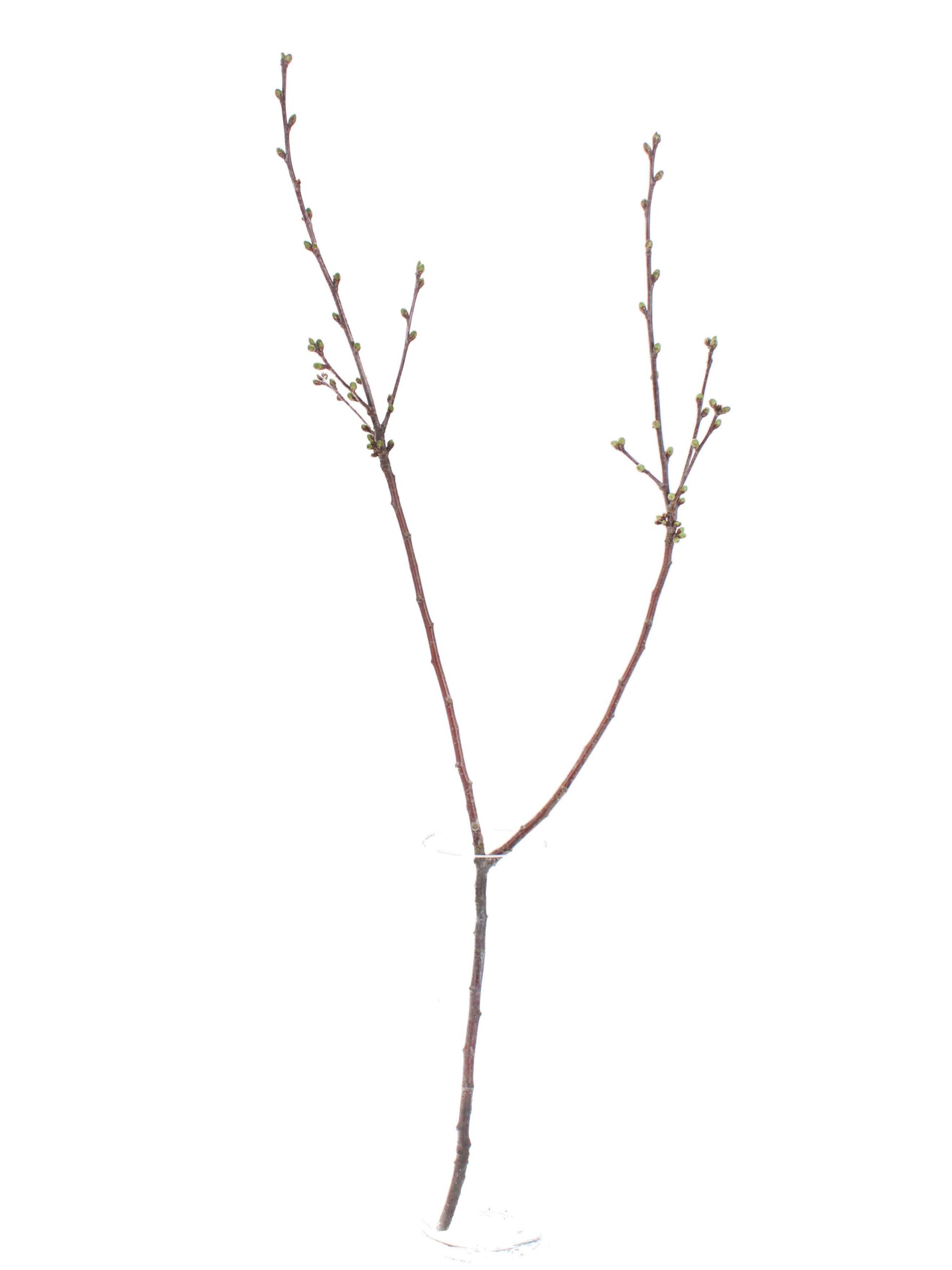 blumigo-zweige-kirschzweige-wei-bl-tenzweige-f-r-vase image 7