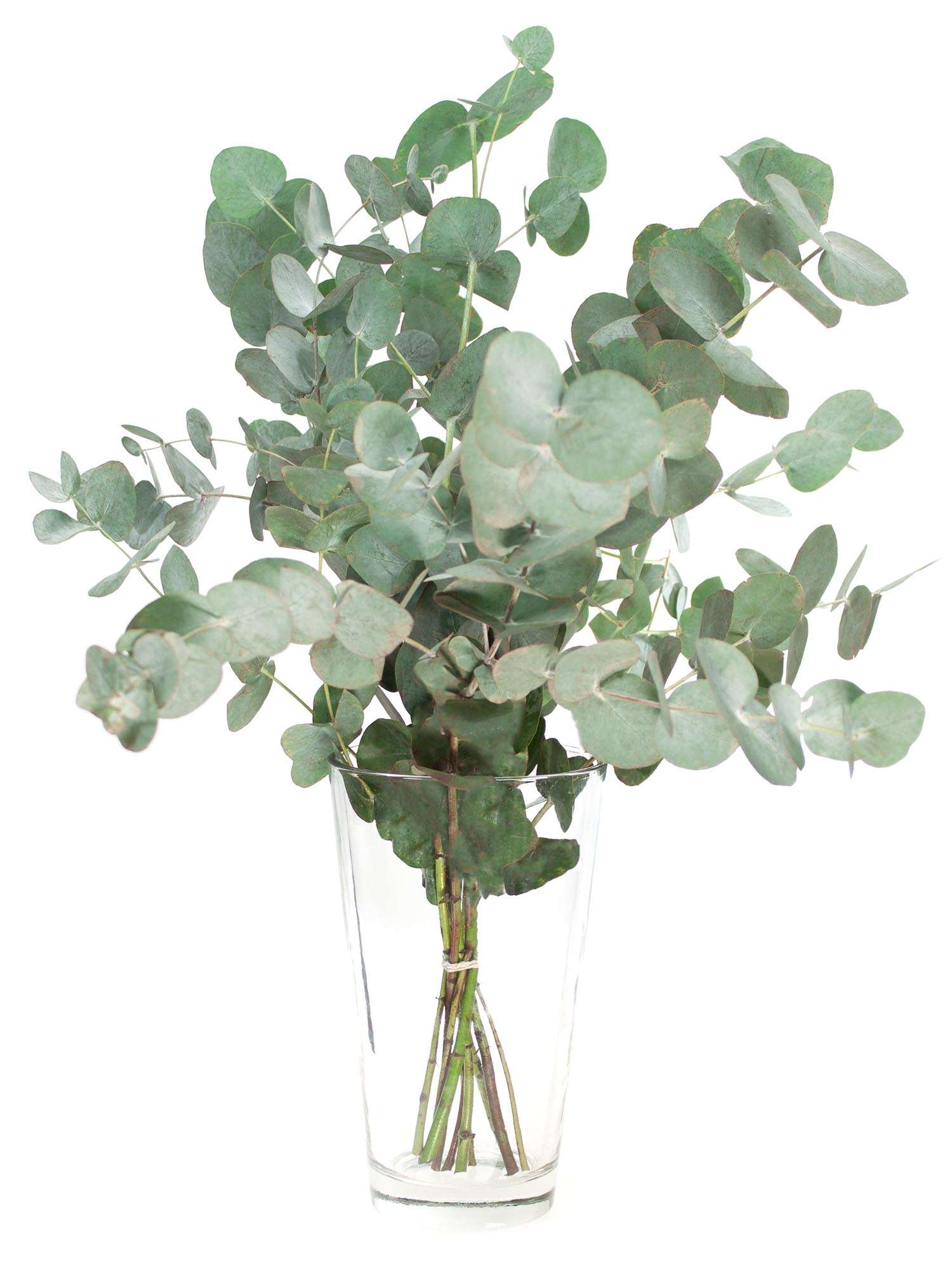 blumigo-eukalyptus-cinerea-bund-silber-gr-n-frisch image 3