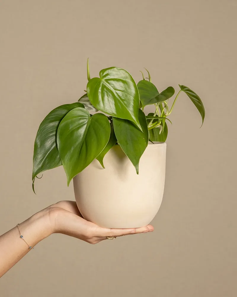 feey-variado-philodendron-scandens-h-ngepflanze-ohne-bertopf image 1