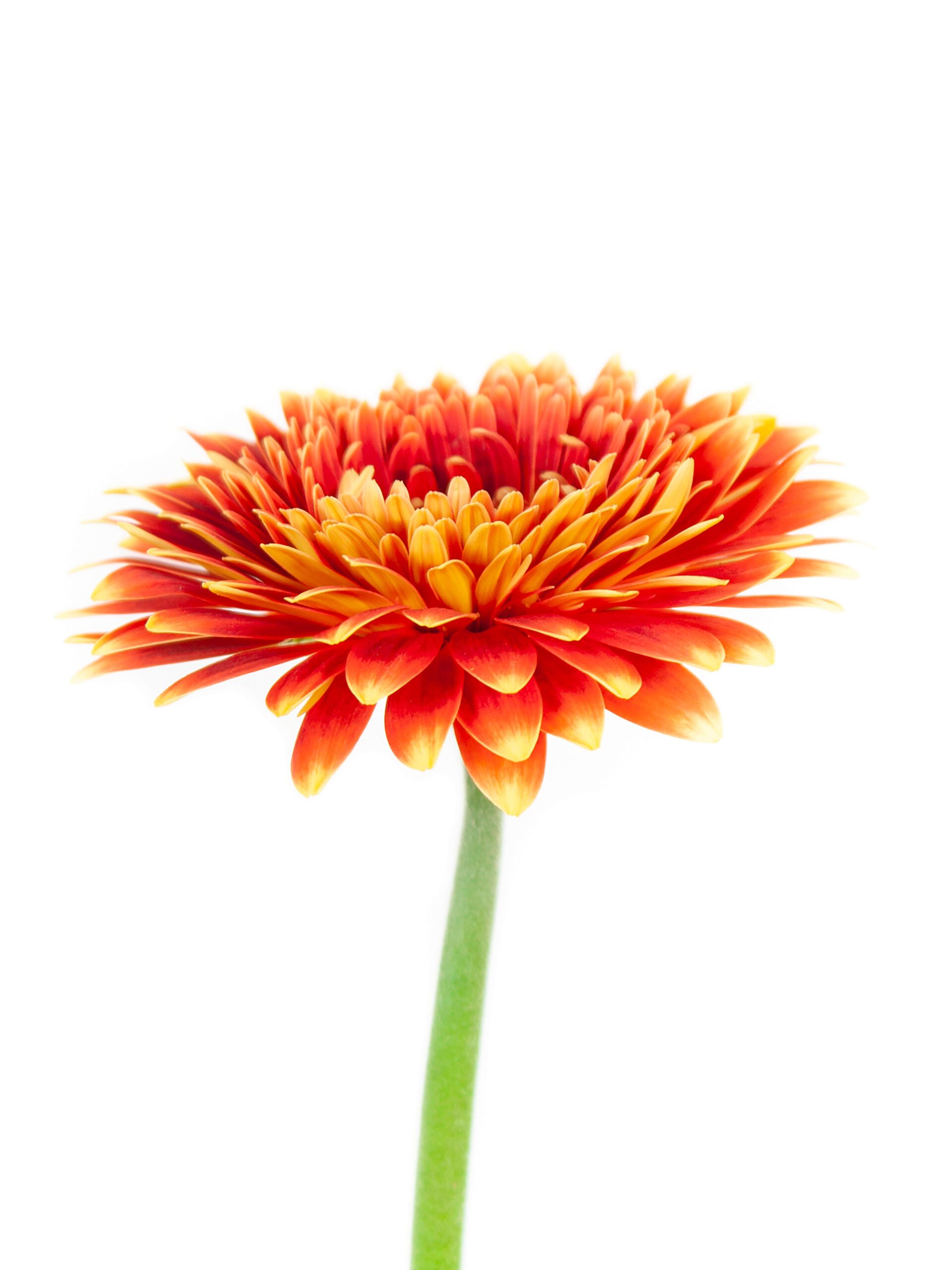 blumigo-gerbera-mini-canizares-schnittblume-orange-gelb image 5