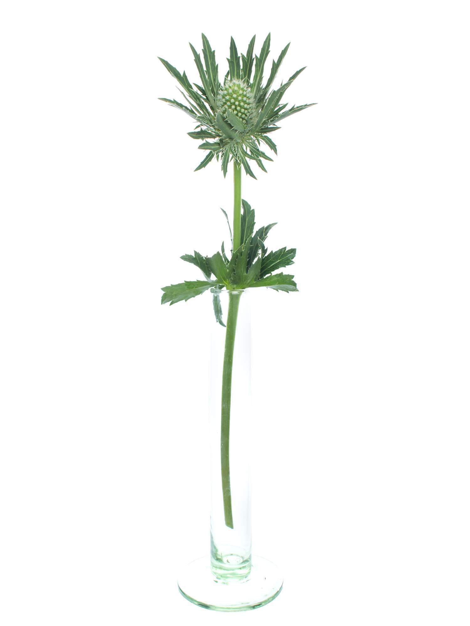 blumigo-disteln-sirius-qstar-schnittblumen-gr-n-silber image 3