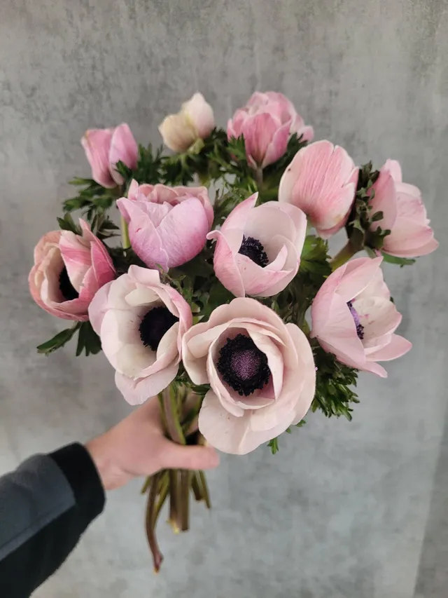 blumigo-anemonen-xl-mistral-powder-light-pink-schnittblume-rosa image 1