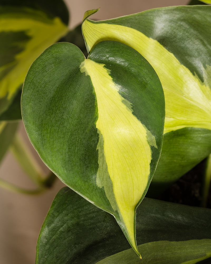 feey-variado-philodendron-scandens-brasil-h-ngepflanze-pflegeleicht image 2