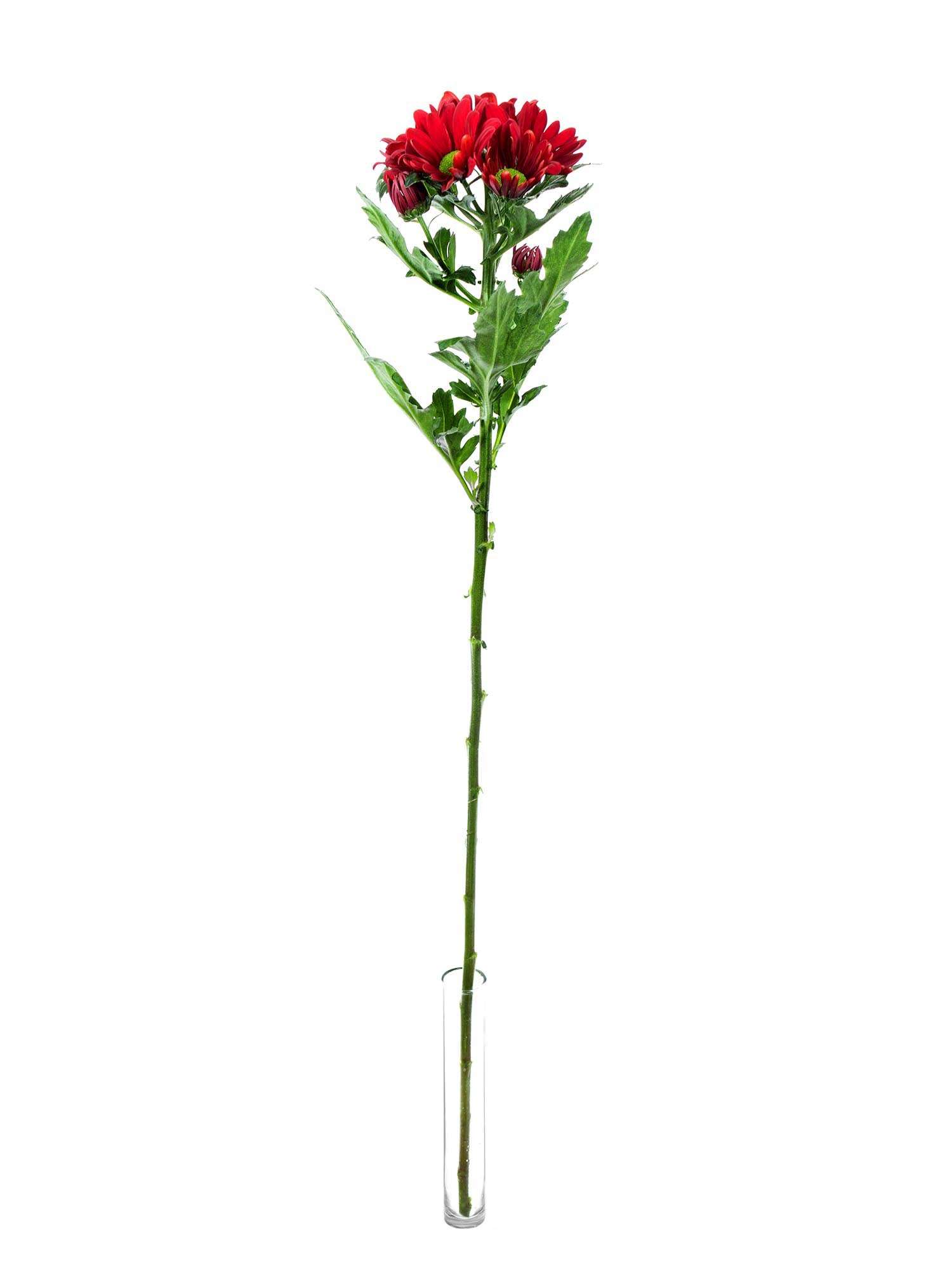 blumigo-chrysanthemen-merlot-schnittblumen-rot-verzweigt image 3
