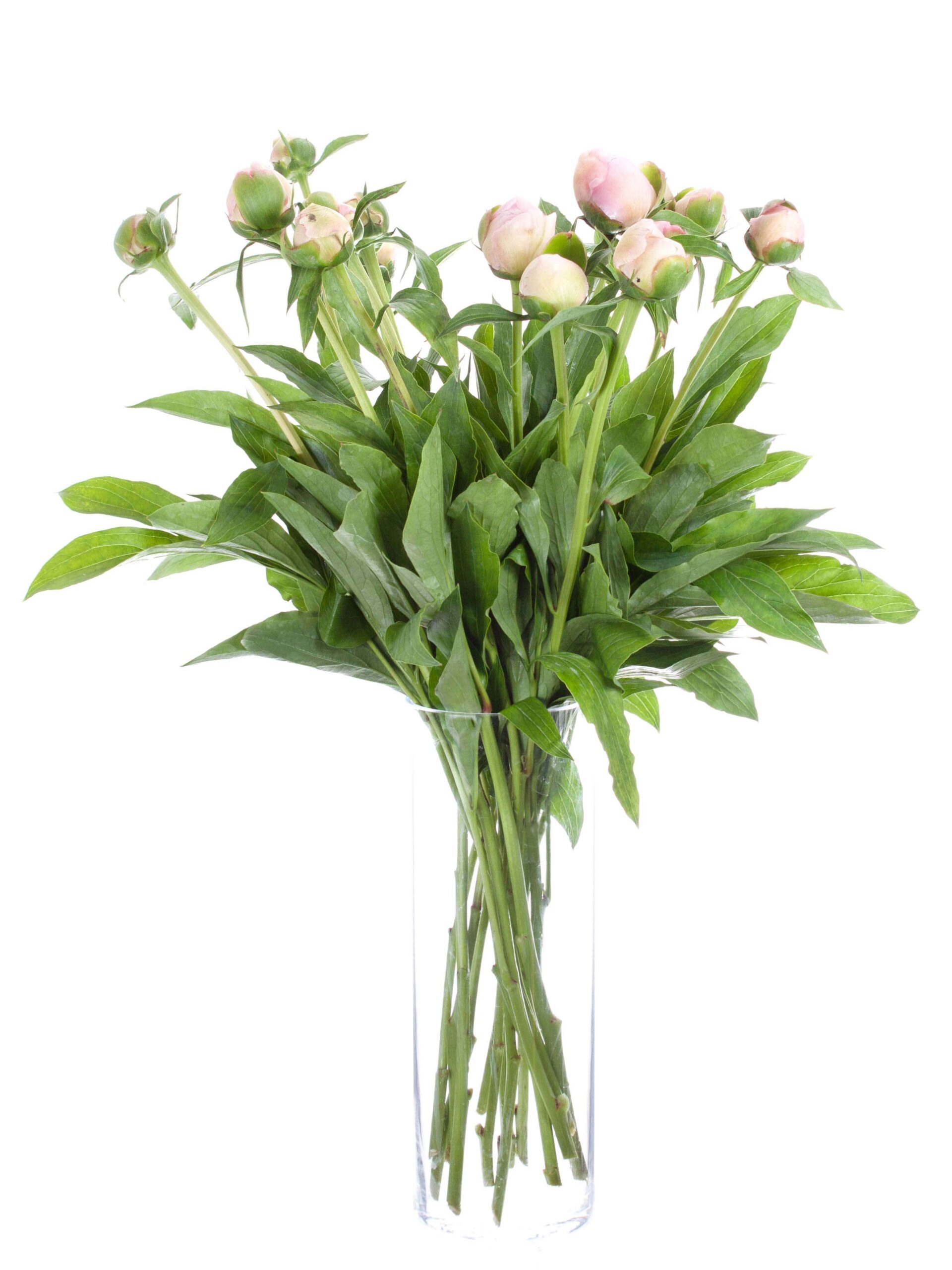 blumigo-pfingstrosen-alertie-rosa-schnittblumen-geschlossen image 4