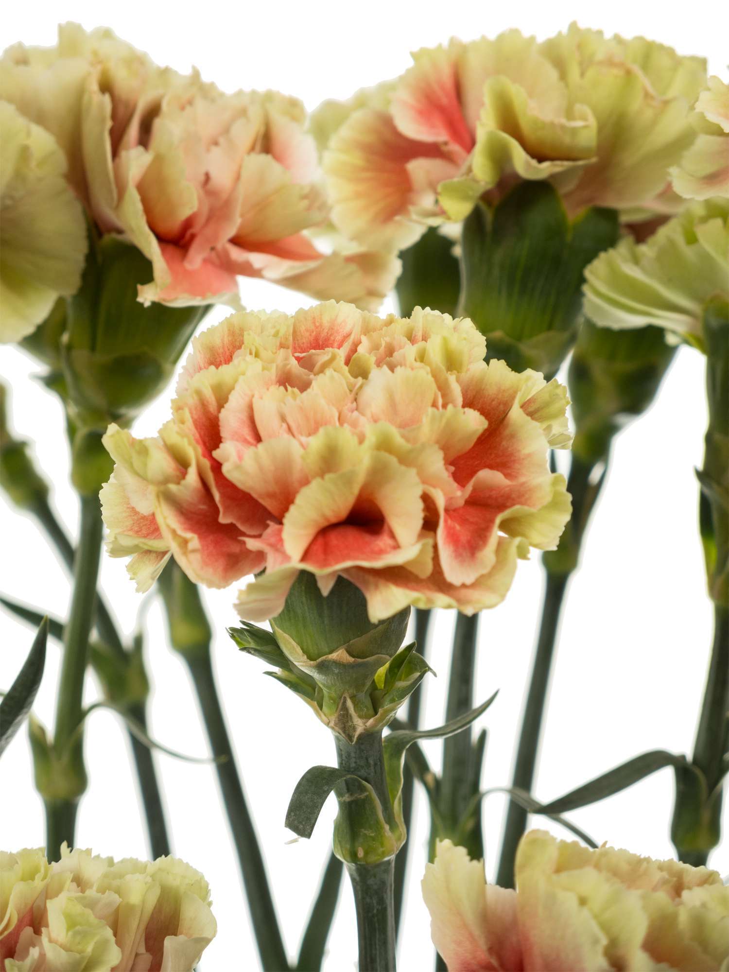 blumigo-nelken-belle-epoque-edelnelke-creme-rot image 2