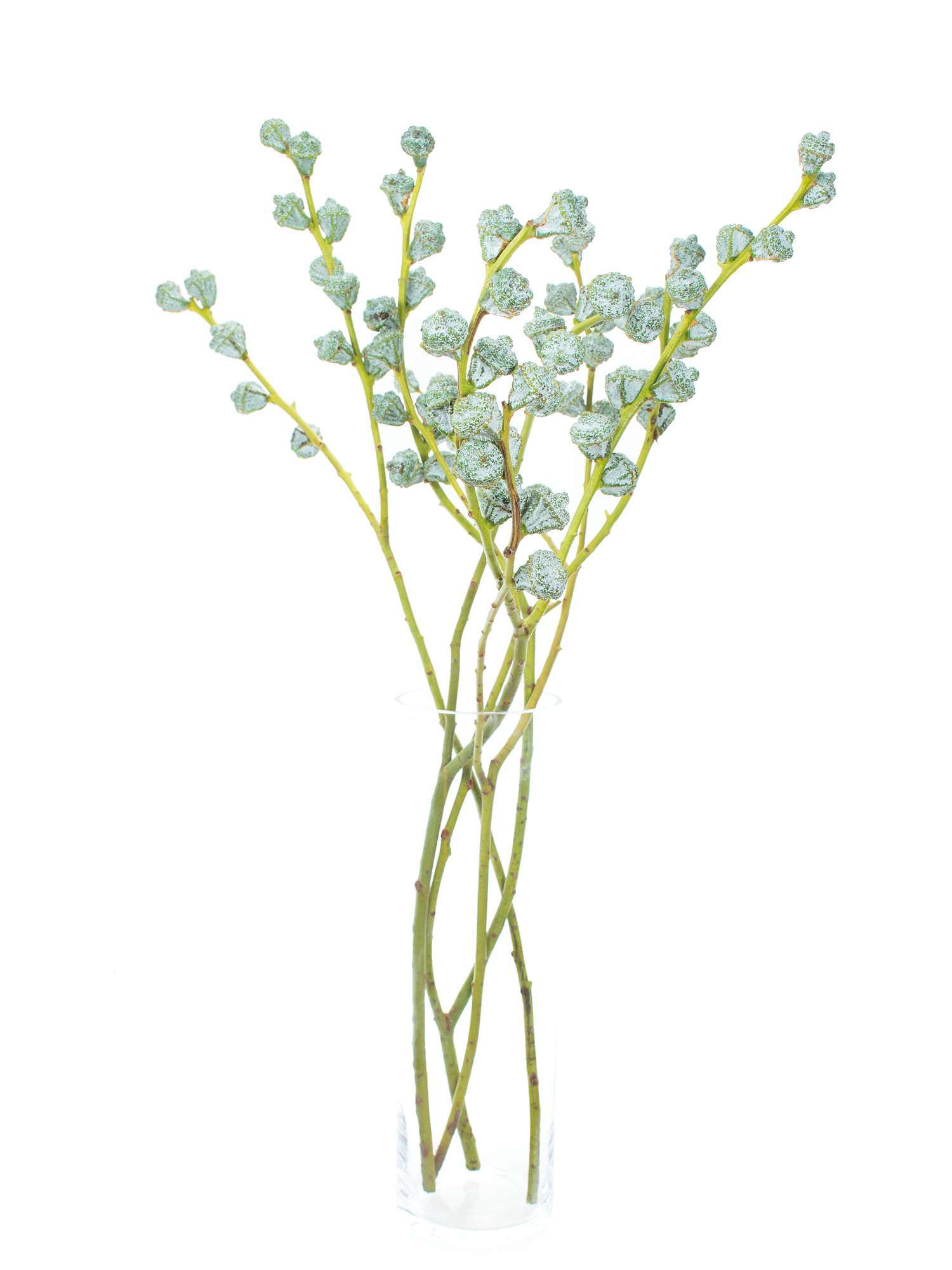 blumigo-eukalyptus-eukalyptusbeeren-schnittgr-n-silber-blau image 2