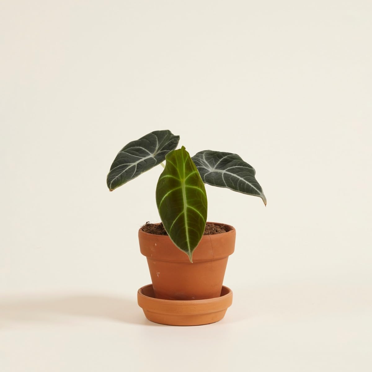 plnts-babyplnts-alocasia-black-velvet-zimmerpflanze-10-cm image 7