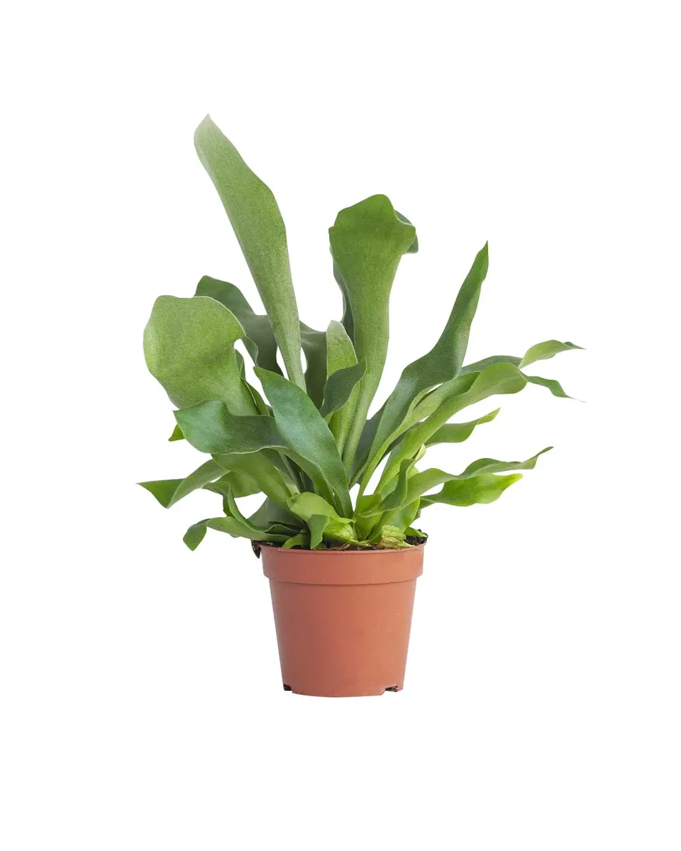 plnts-rareplnts-platycerium-bifurcatum-geweihfarn-35cm image 1