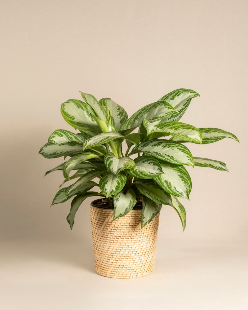 feey-variado-aglaonema-silver-bay-zimmerpflanze-gro-ohne-bertopf image 5