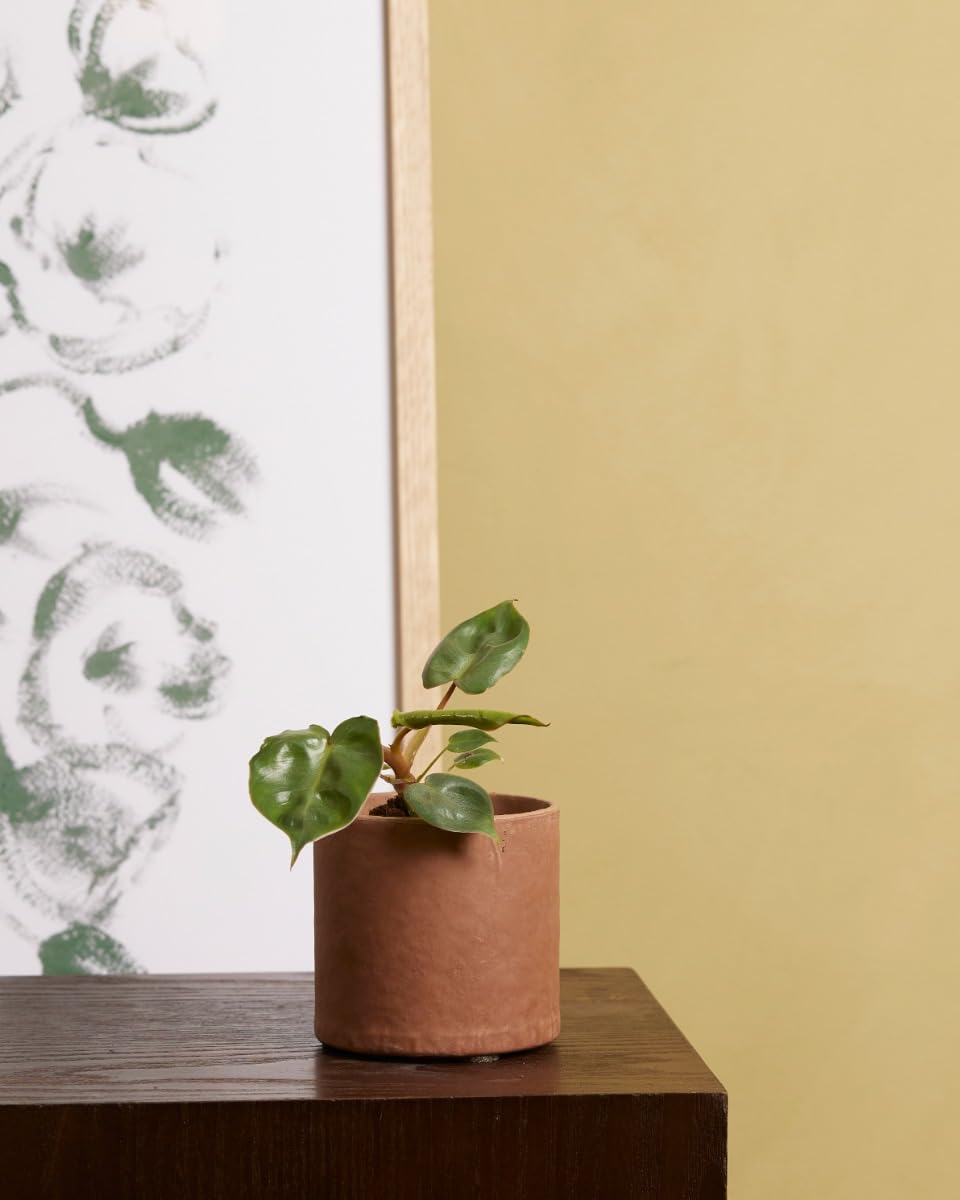 plnts-babyplnts-philodendron-billietiae-baby-4cm-10cm image 6