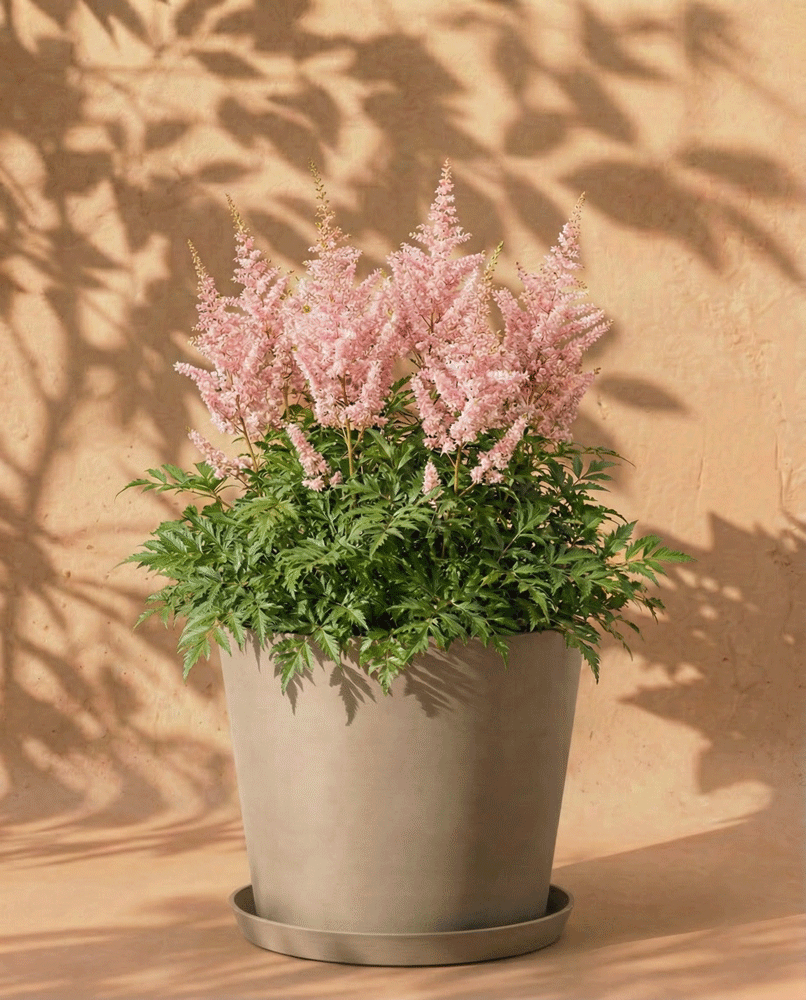 feey-amsterdam-astilbe-rosa-knollen-3-stk-schatten image 5