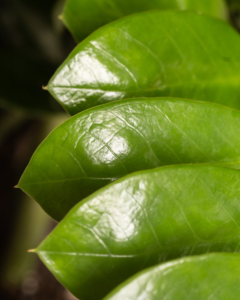 feey-variado-gro-e-gl-cksfeder-zimmerpflanze-ohne-bertopf image 6