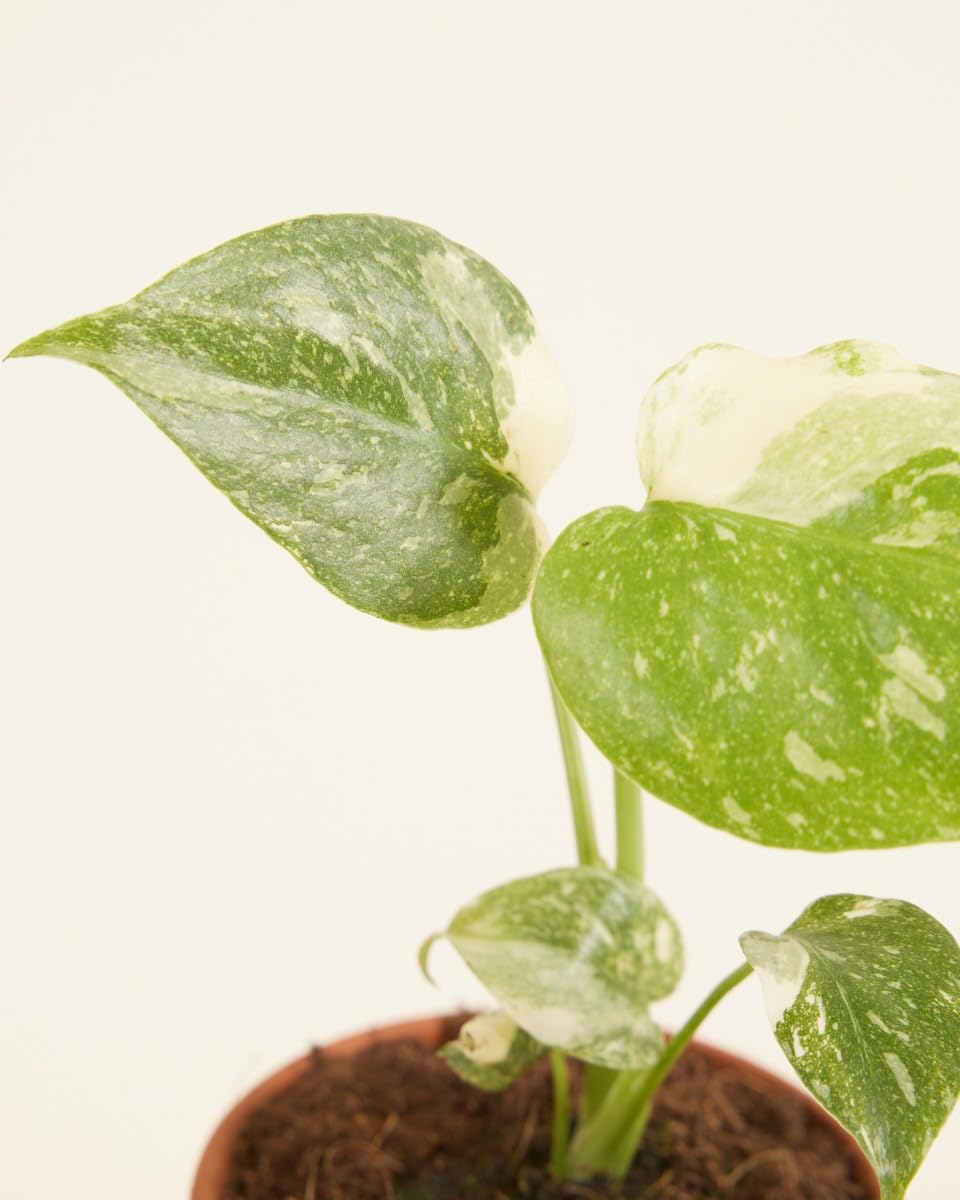 plnts-babyplnts-monstera-thai-constellation-baby-6cm image 4