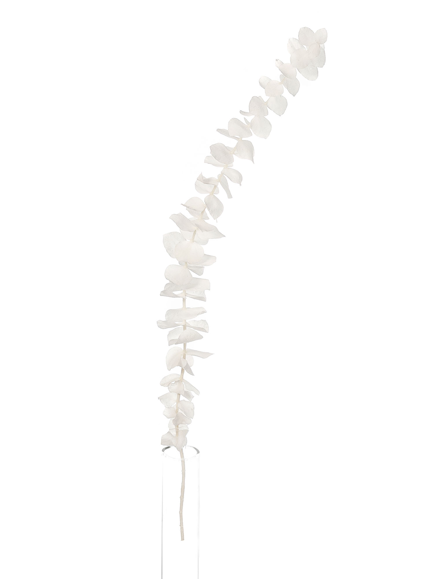 blumigo-trockenblumen-eukalyptus-baby-blue-wei-bund image 3