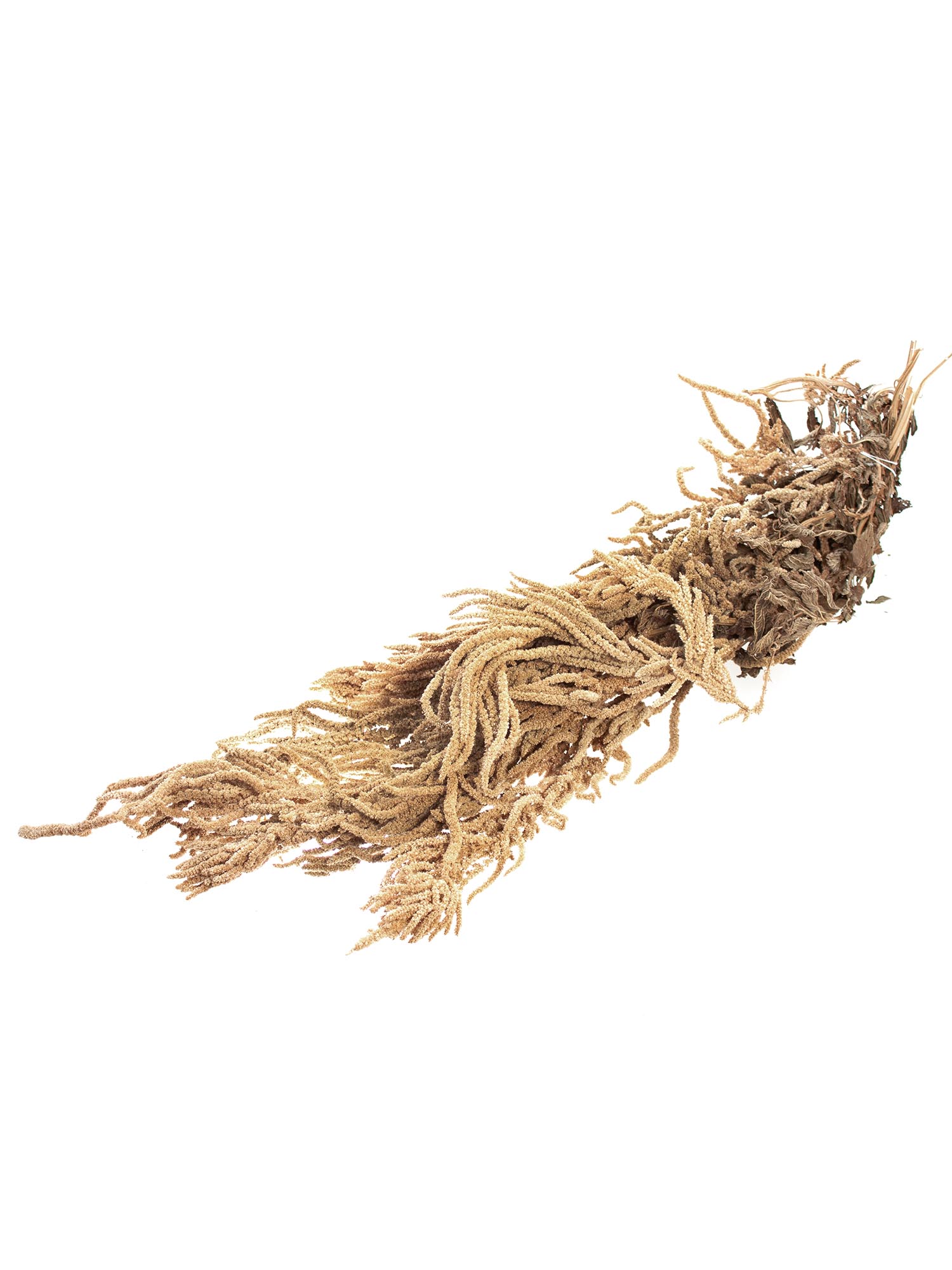 blumigo-trockenblumen-amaranthus-getrocknet-natur-trockenblume-bund image 3